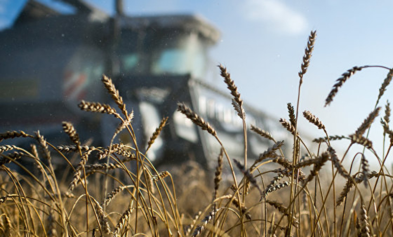 Rusia podría llegar a convertirse en el principal exportador de granos del mundo