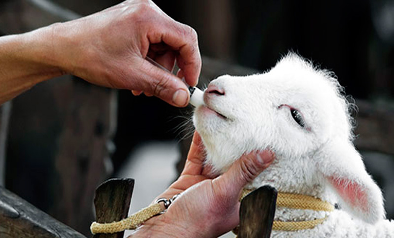 Mitos y verdades sobre el uso de antibióticos en salud animal