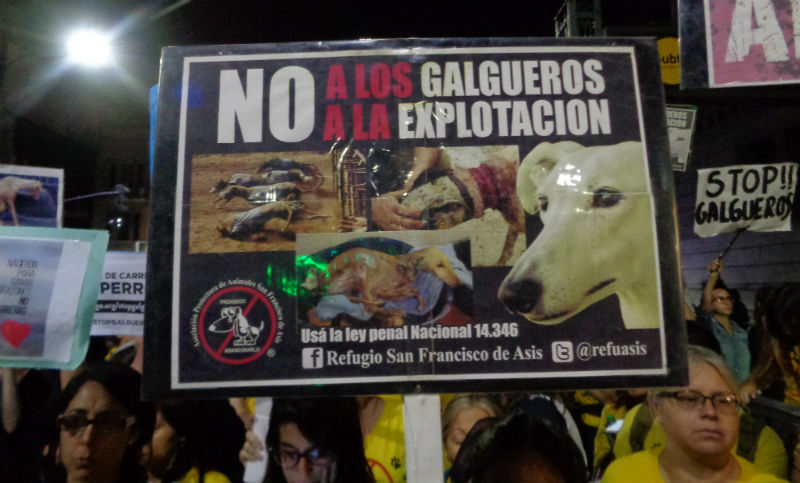 Es ley el proyecto que prohíbe las carreras de galgos en todo el país