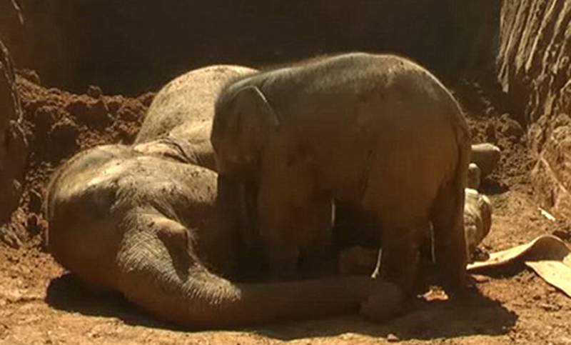 Un bebé elefante intenta levantar a su madre, que cayó a un pozo