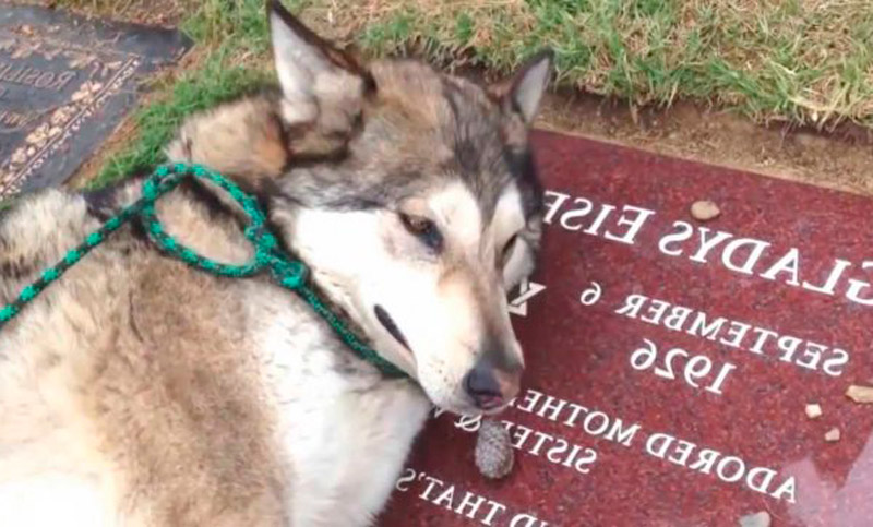 En Brasil, las mascotas ya pueden ser sepultadas junto a sus dueños