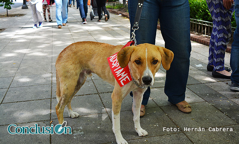 La Plaza Pringles fue escenario nuevamente para la adopción de perros y gatos