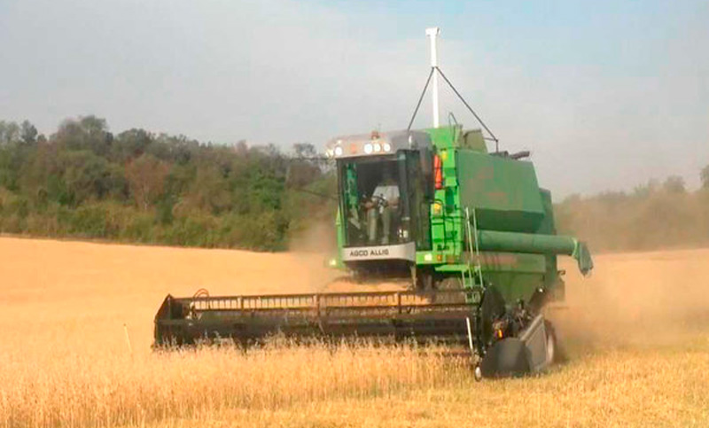 Estiman que producción de trigo crecería un 26% en el país