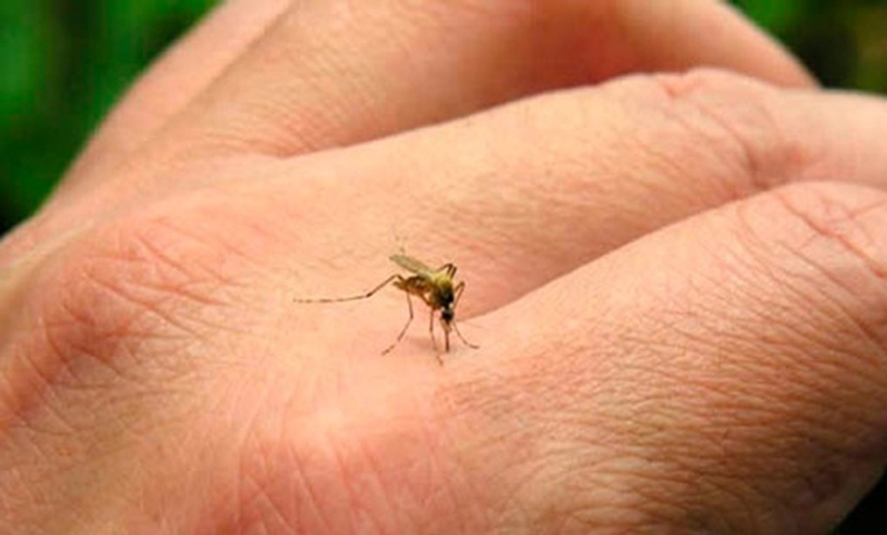 Ciudad Futura presentó campaña de prevención contra Dengue y Zika
