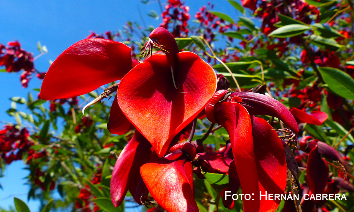 Flor de Ceibo, flor nacional