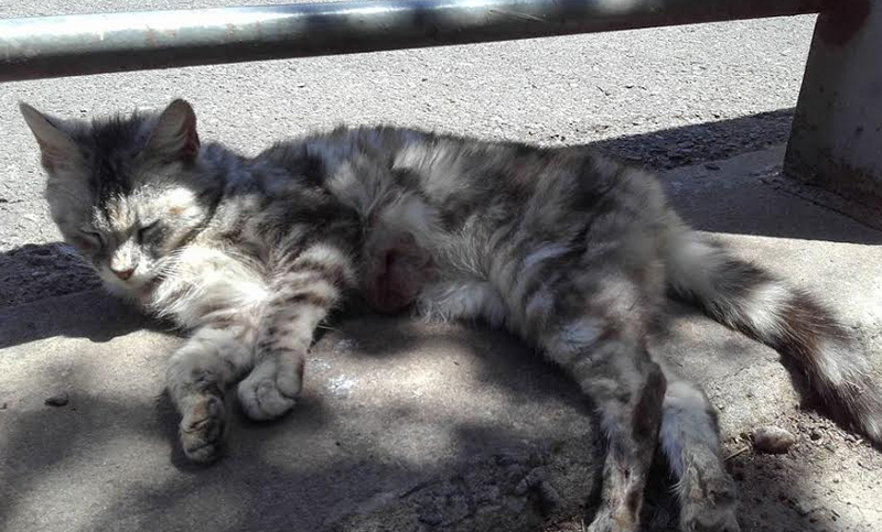 Una gatita comunitaria necesita ayuda para recuperarse de un tumor
