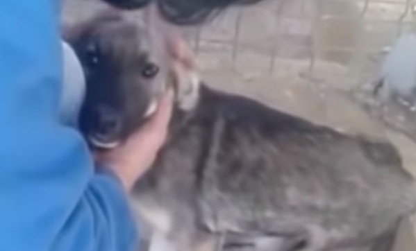 La reacción de una perrita al ser acariciada por primera vez