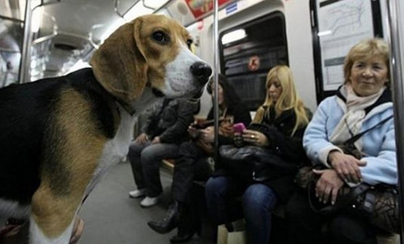 Las mascotas podrán viajar en subte en Capital Federal
