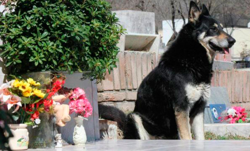 Rosario contará con un cementerio y un crematorio de animales