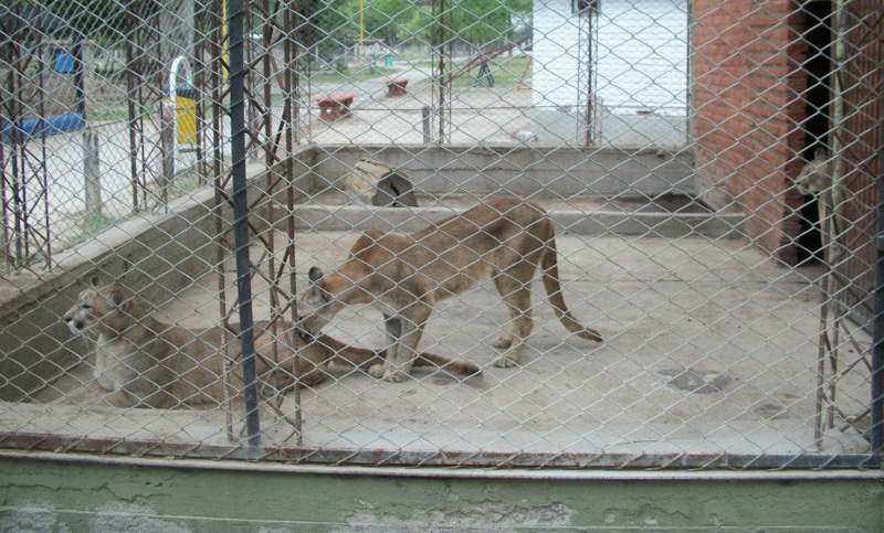 Los zoológicos tradicionales del cono sur dan un giro hacia bioparques y reservas