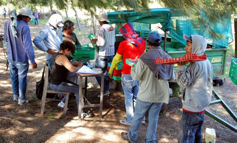 Rescatan 169 trabajadores en condiciones inhumanas en explotación de Arándanos