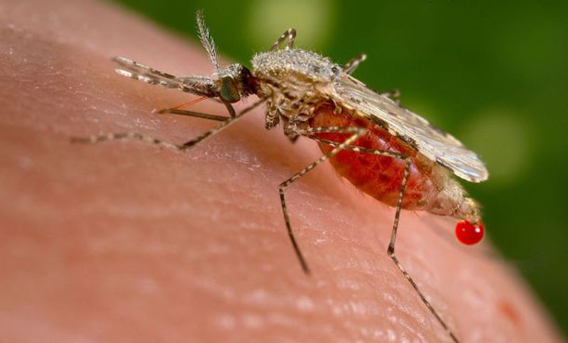 Confirman primera muerte de bebé con microcefalia asociada al zika