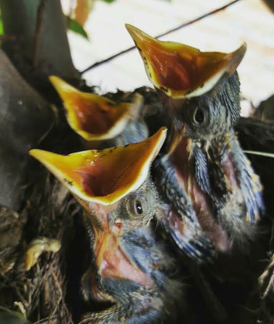 ¡Fotos del crecimiento de unos zorzales que hicieron nido en una casa!