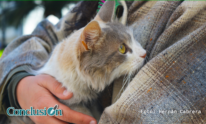 Doce cosas que te ayudarán a entender mejor a tu gato