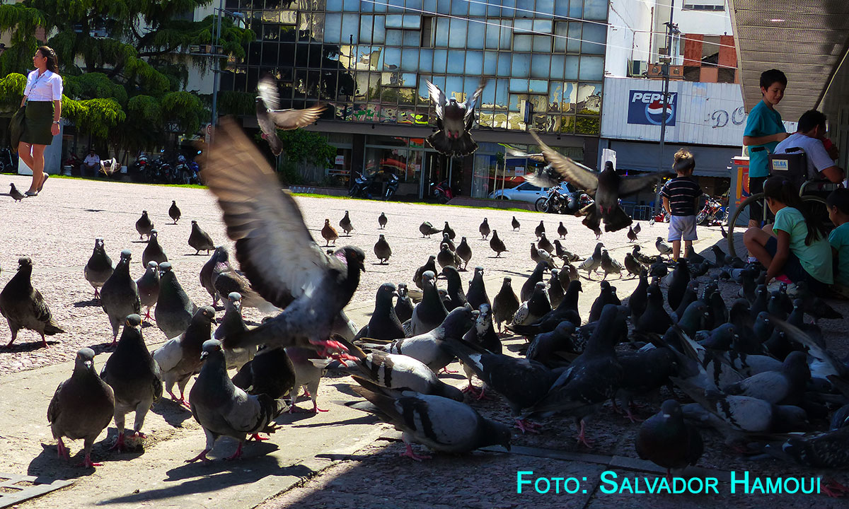 Palomas en la plaza…