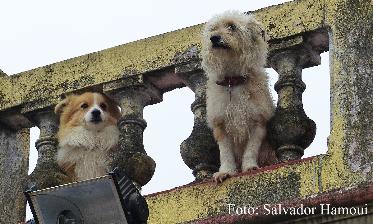 Atentas miradas…