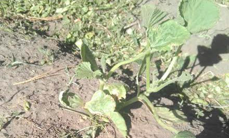 Agroquímicos, los grandes enemigos de la naturaleza