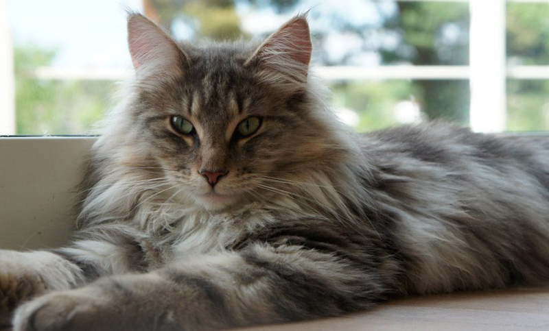 Repudio a una página de Facebook que muestra violencia contra gatos