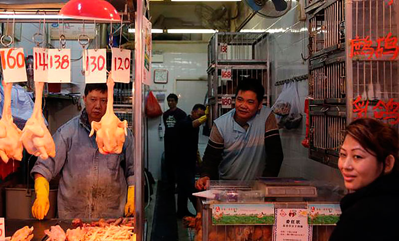 Primer deceso del invierno en Hong Kong por gripe aviar