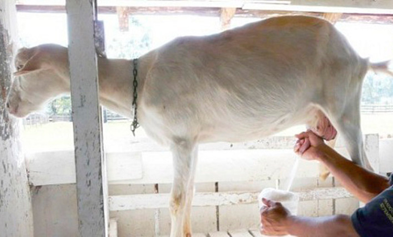Leche caprina, nueva alternativa de consumo