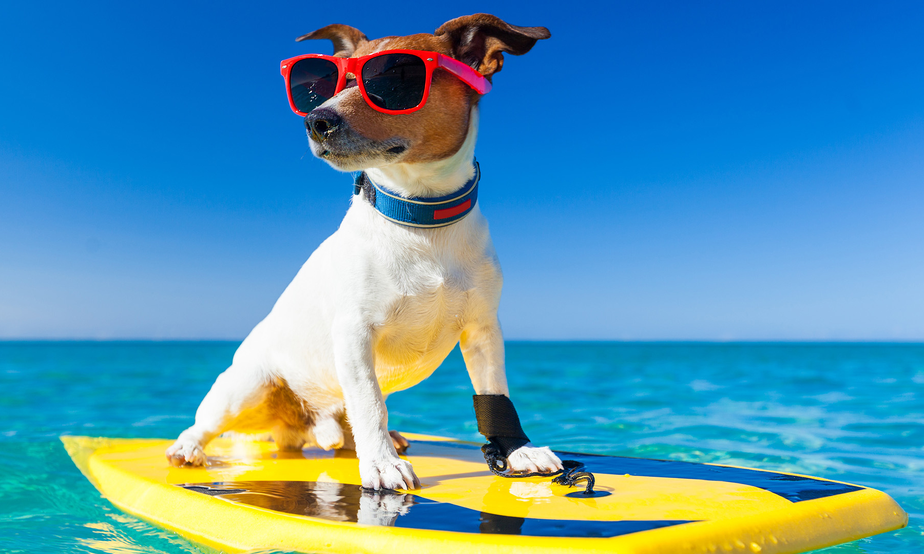 Los viajes y los animales, soluciones para un problema de verano