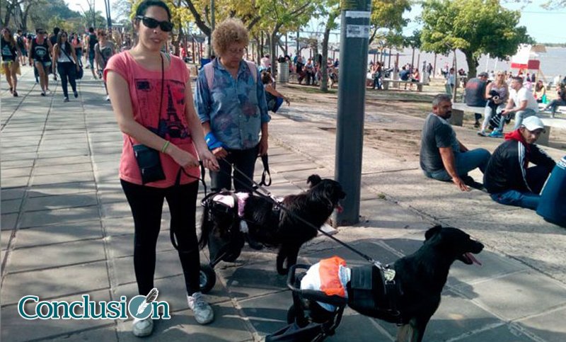 Rosario contará con un hospital animal municipal y gratuito