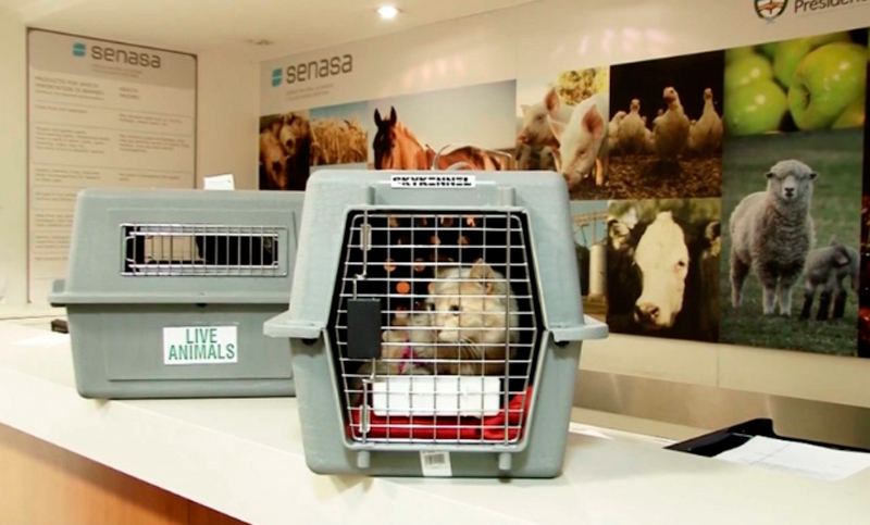 Requisitos para viajar con animales al exterior