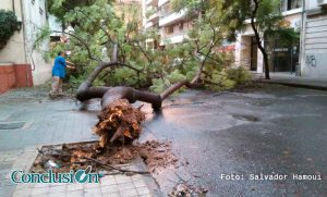 arbol1