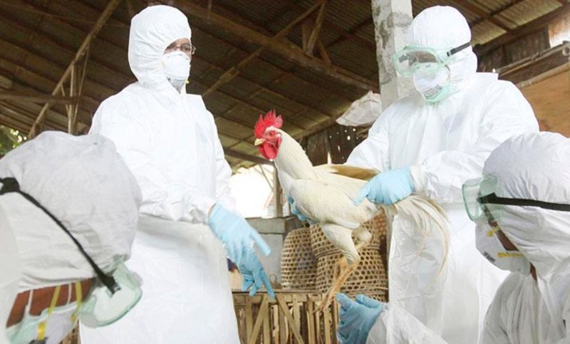 Piden recaudos a turistas que viajan a Chile por brote de gripe aviar