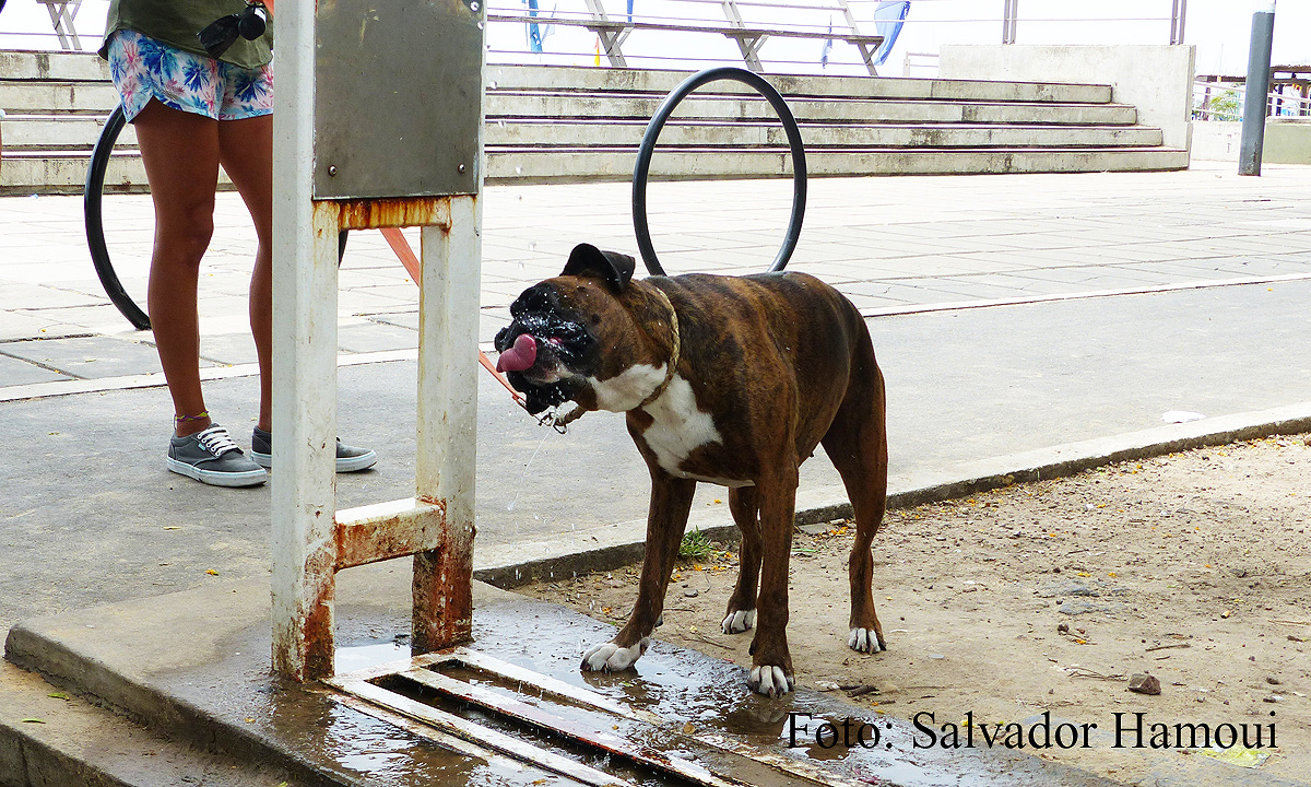 Un calor de perros…