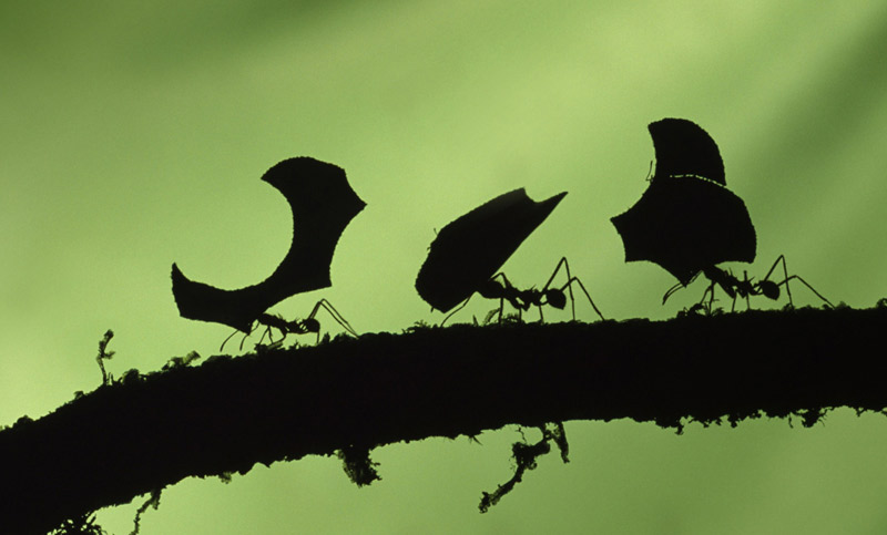 Las hormigas tienen un GPS sofisticado que les permite guiarse marcha atrás