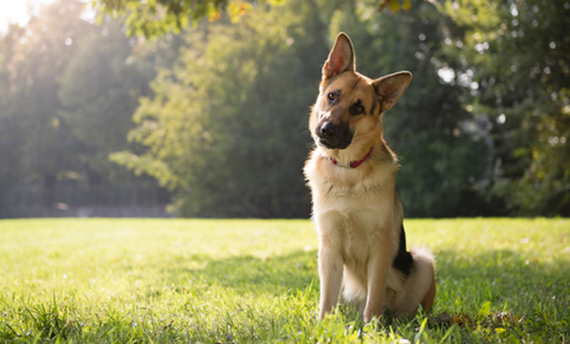 Es efectivo hablarle a cachorros como a niños pequeños