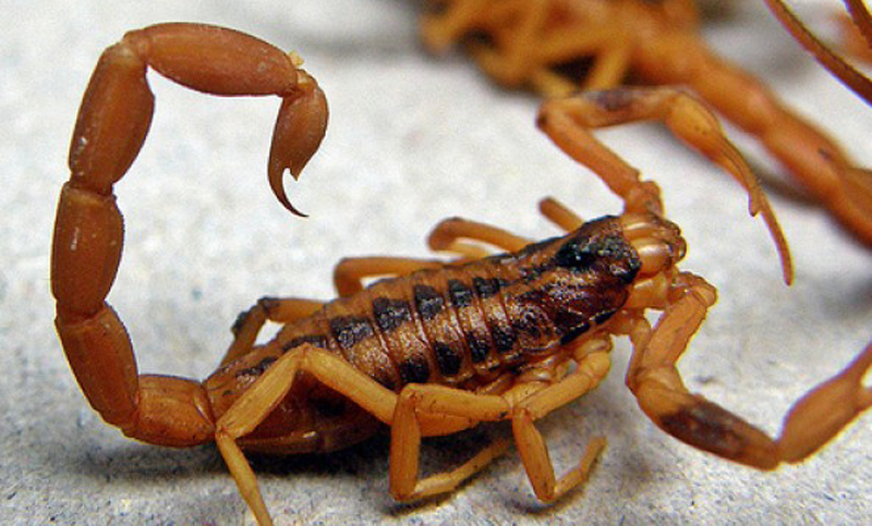 Recomendaciones para prevenir picaduras de alacranes y mordeduras de serpientes