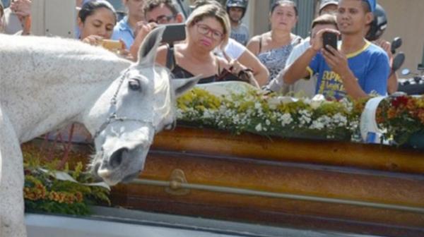 «Sereno», el caballo que lloró ante el ataúd la muerte de su jinete