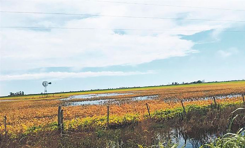 Por las inundaciones ya se perdió más del 30% del área sembrada