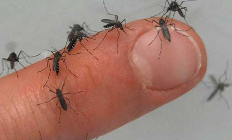 Confirmaron el primer caso de chikungunya en Uruguay