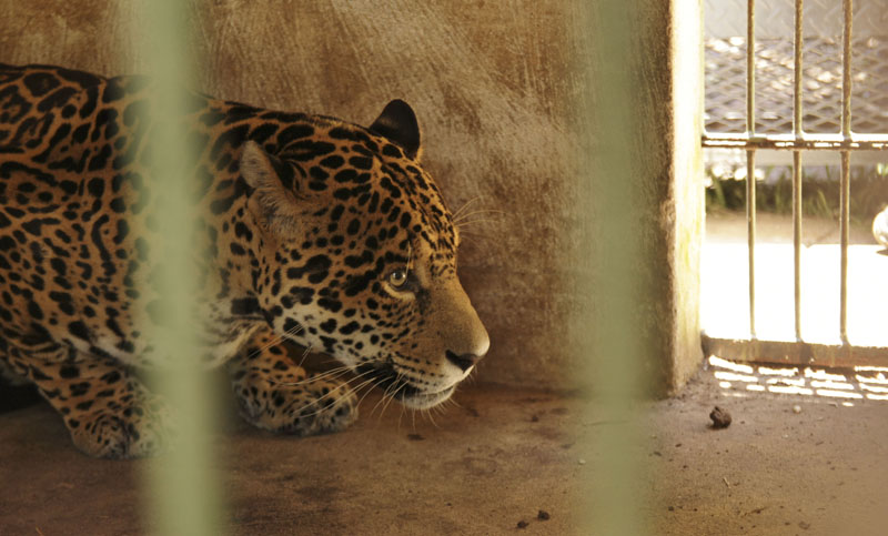 Un yaguareté encabezará un proyecto reproductivo