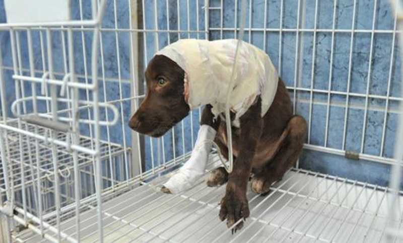 Buscan a agresores de un perro en un ciudad cordobesa