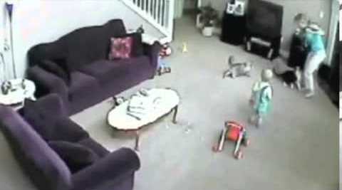 Un cómico video de un gato que defiende a un bebé de su niñera