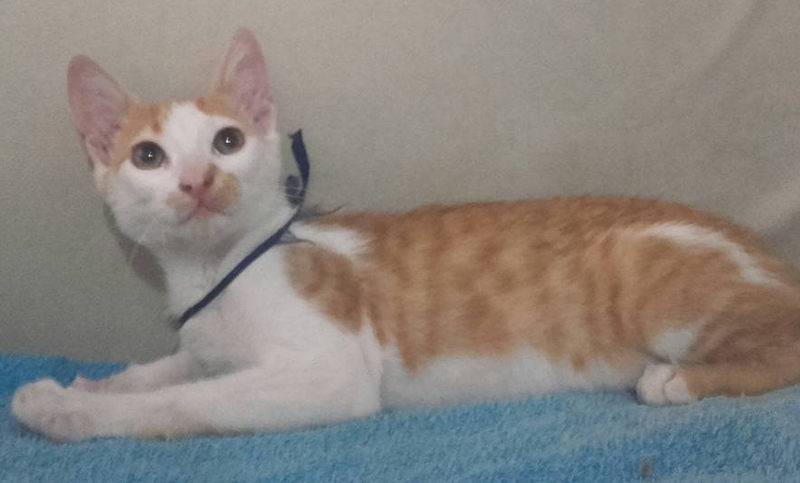Un gatito se encuentra perdido y busca a su familia