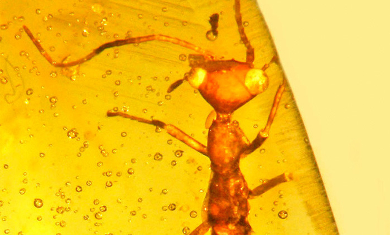 Hallan un insecto atrapado en ámbar que vivió hace 100 millones de años