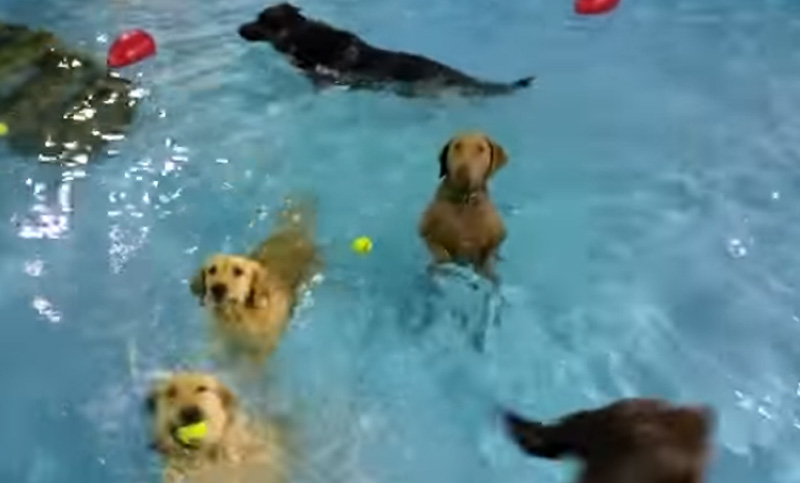 El viral video del “perro que no nada”