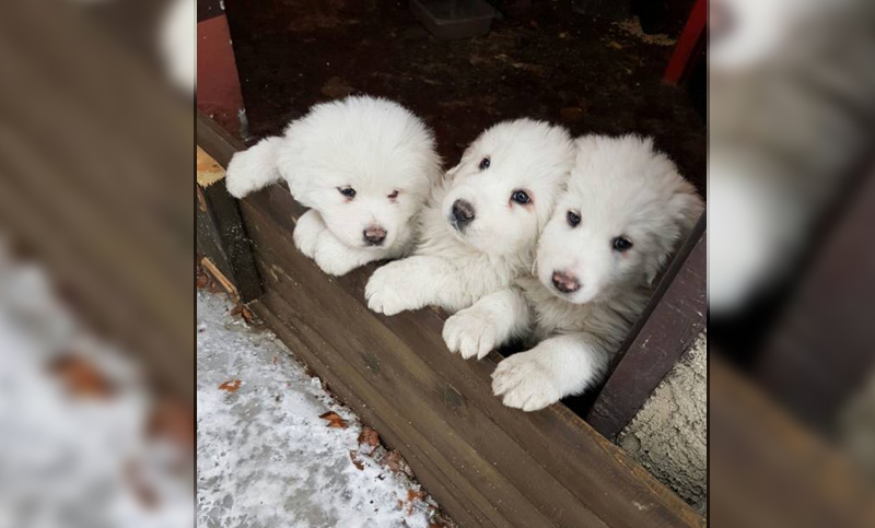 Rescatan a tres cachorros en el hotel devastado por una avalancha en Italia