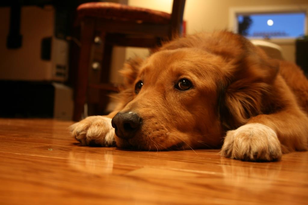 La reacción de dos perros ante los ruidos por la pirotecnia