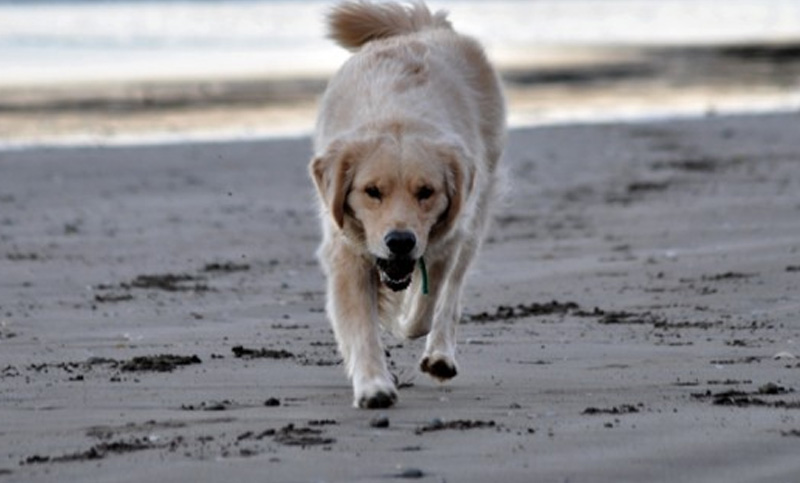 Proponen hasta 30 días de arresto por pasear al perro sin bozal en Mar del Plata