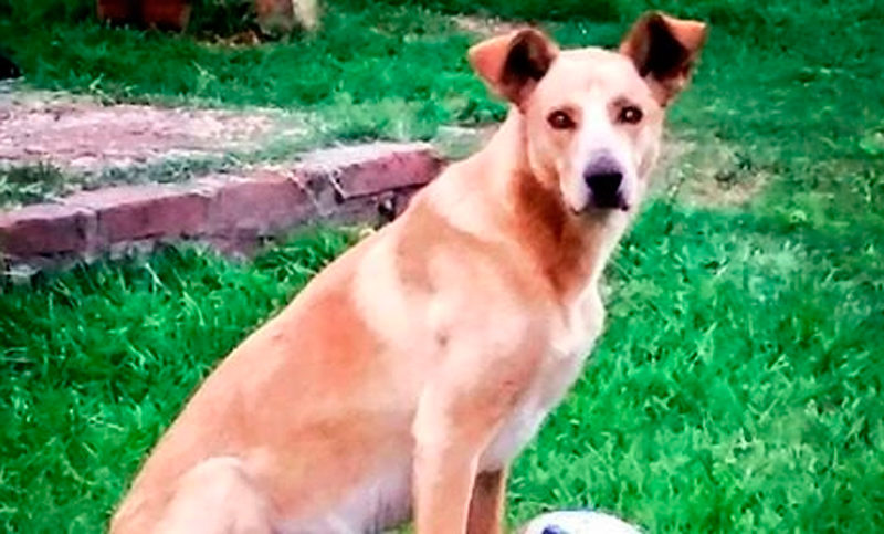 Repudiable: le disparó al perro del vecino por una insólita razón