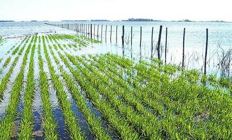 Santa Fe: la siembra de soja paralizada por las lluvias y caminos anegados