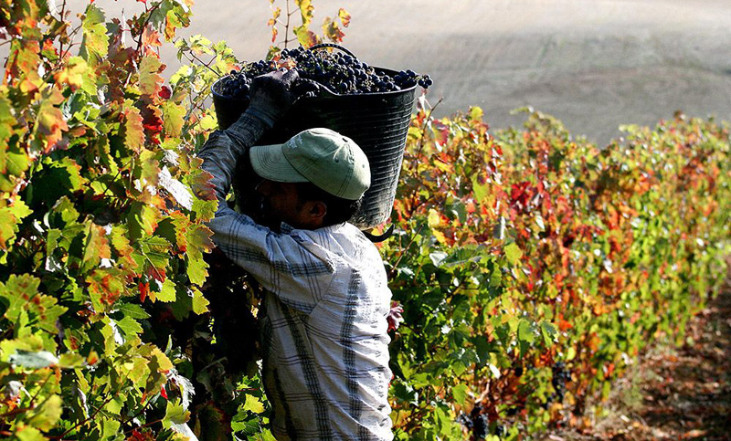 Guerra del vino: productores preparan piquetes a ingresos de camiones chilenos