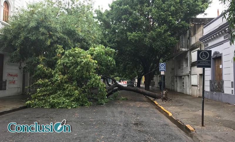 Las fuertes ráfagas de viento dejaron 50 reclamos en distintos puntos de la ciudad