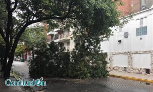 árbol-caído